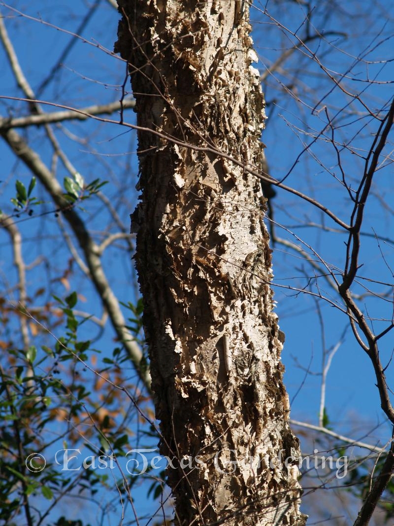 River Birch